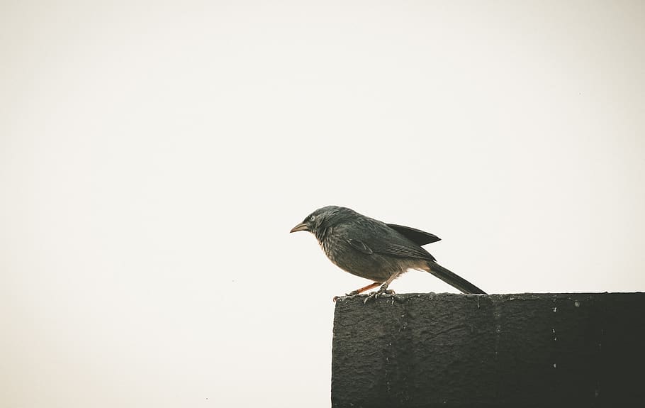 brown bird, one animal, vertebrate, animal wildlife, animals in the wild HD wallpaper