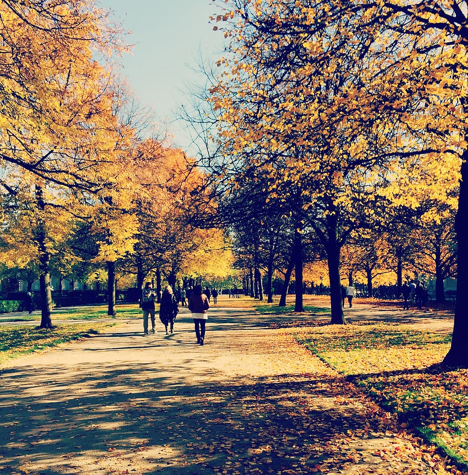 munich, germany, trees, park, autumn, change, plant, real people HD wallpaper