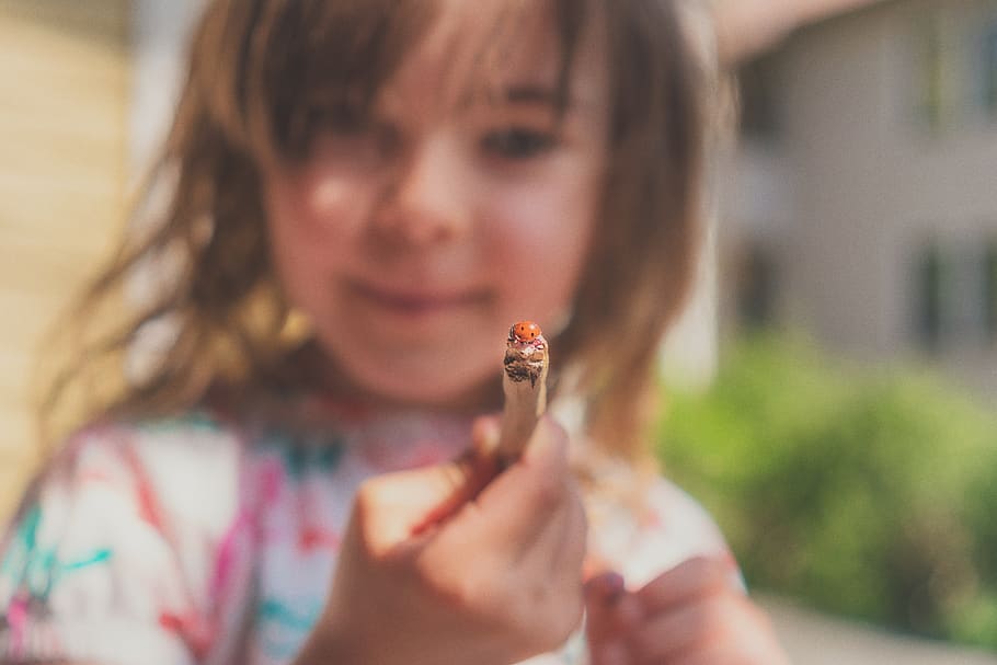 bugs, insects, macro, kids, fun, nature, holding, one person HD wallpaper