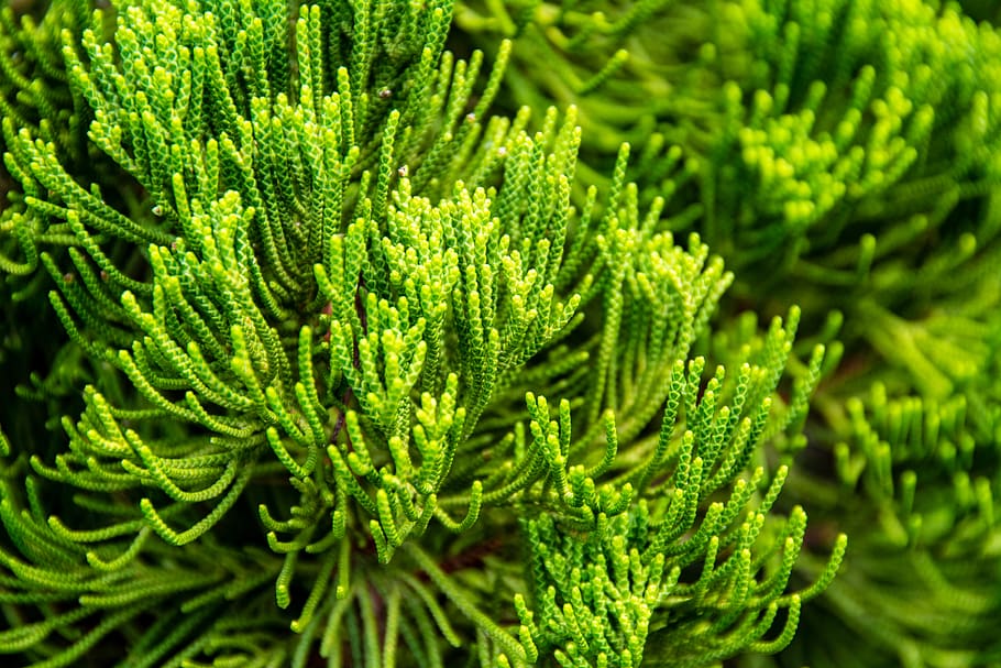 nature, plants, macro, green, hd wallpaper, hd background, hd wallpapers HD wallpaper