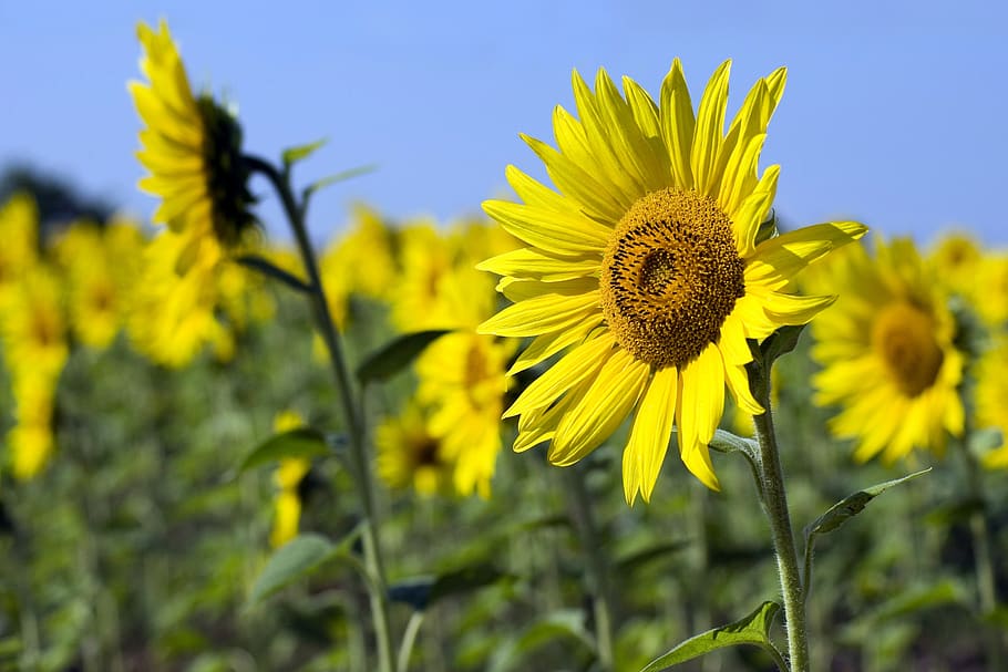 sunflower, fields, agriculture, yellow, nature, flowers, plants HD wallpaper