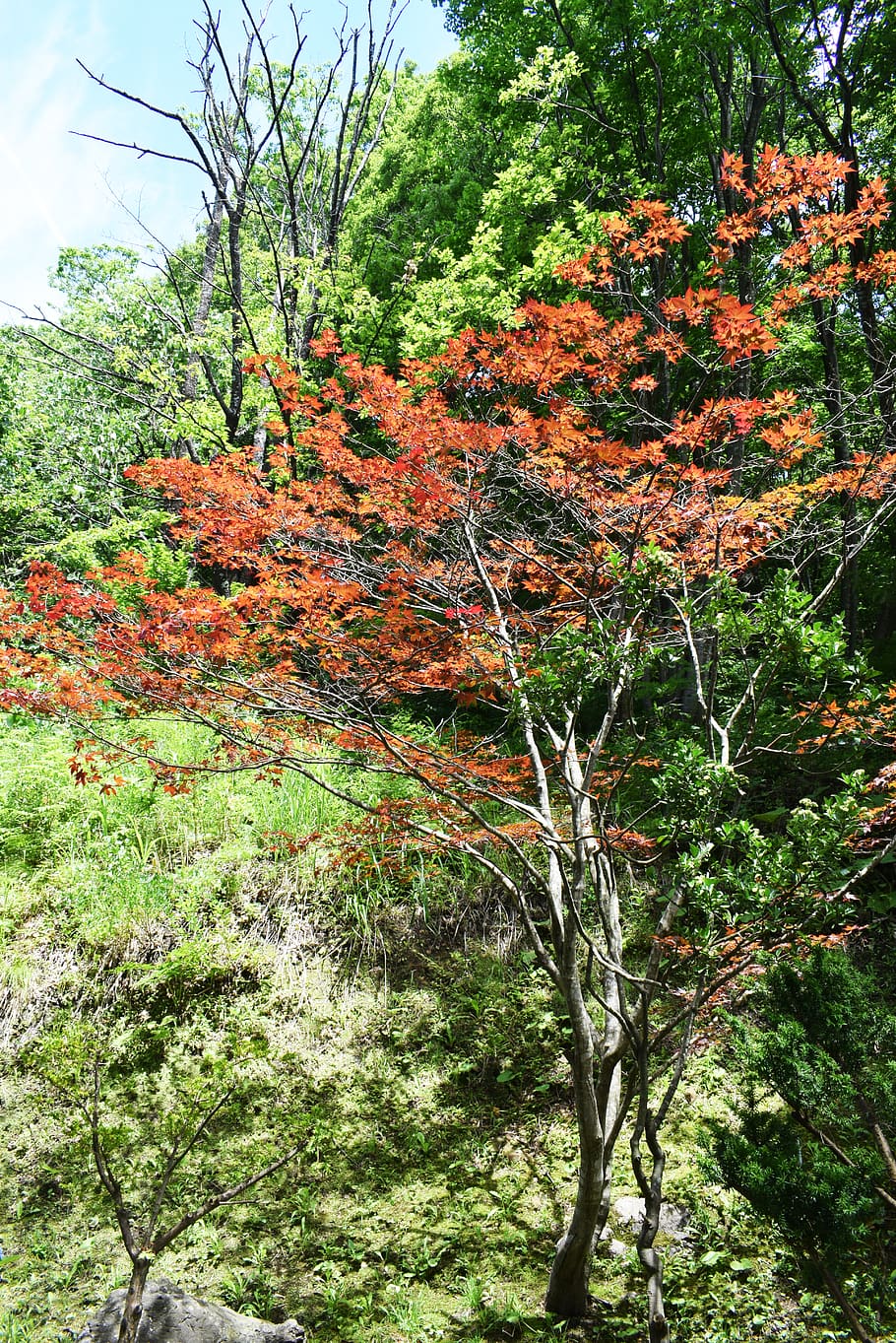 japan, tree, plant, growth, beauty in nature, tranquility, land HD wallpaper