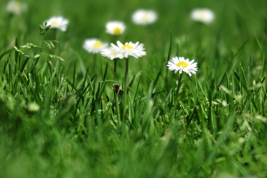 Small white flowers grow in field of green grass, glowing, background, HD wallpaper