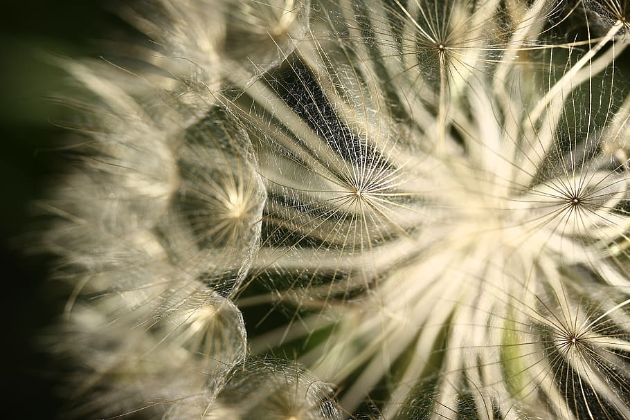 Macro Photography of Dandelion, beautiful, bloom, blooming, blossom HD wallpaper