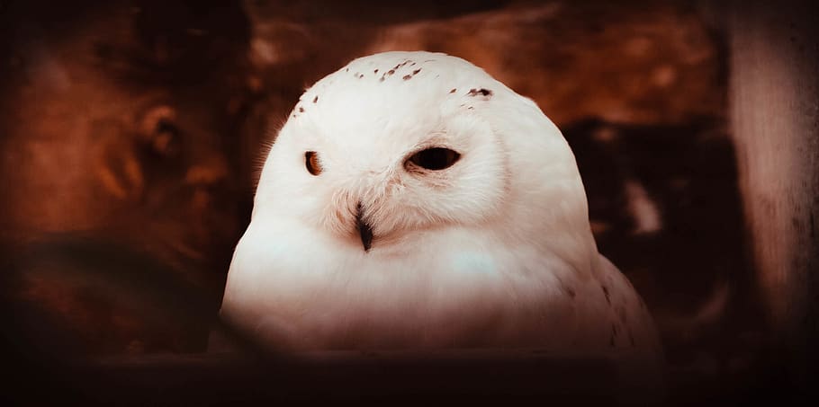 white bird, animal, owl, beak, seagull, grouse, ptarmigan, head HD wallpaper