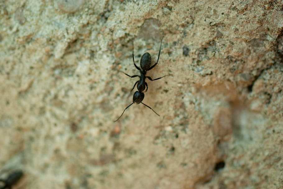 insect, ant, nature, white, macro, close up, animals in the wild HD wallpaper