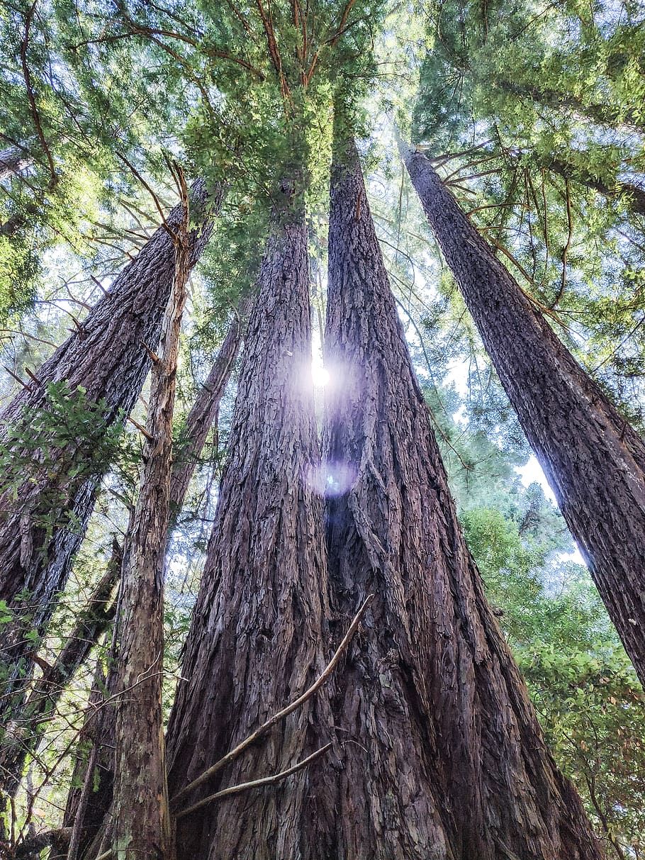 green-leafed trees, plant, tree trunk, forest, growth, low angle view HD wallpaper
