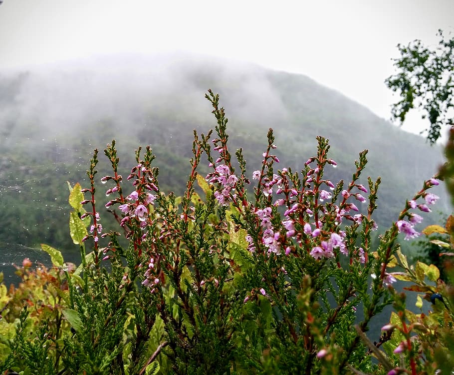 forest, mist, flowers, pink, rain, tranquil, nature, plant HD wallpaper