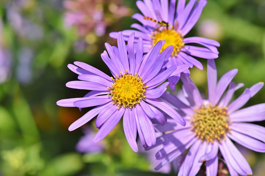 aster, composites, purple, violet, blossom, bloom, asteraceae HD wallpaper