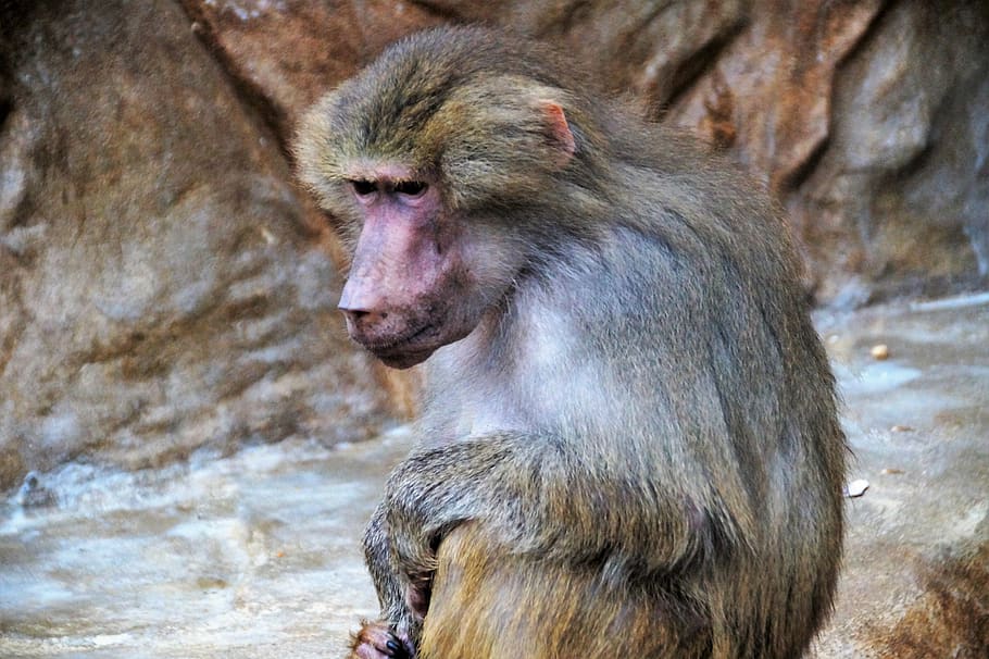 monkey, baboon, animal, zoo, primate, female, the zoological garden HD wallpaper