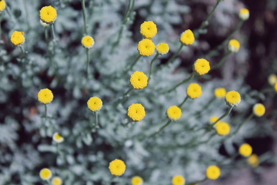 contrast, color, spring, unique, foliage, grey, tiny, small HD wallpaper