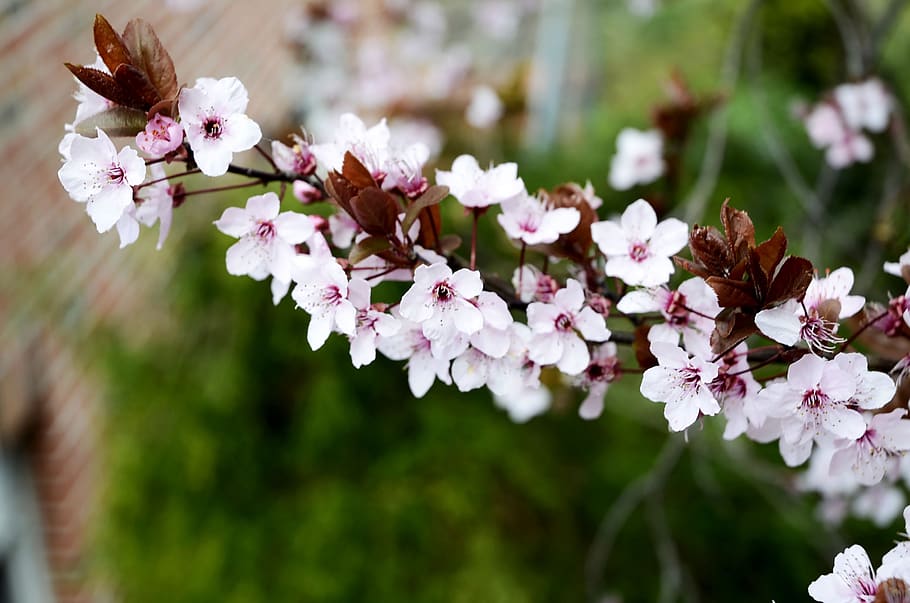 pink flowers, beech, spring, inflorescences, color, close up HD wallpaper