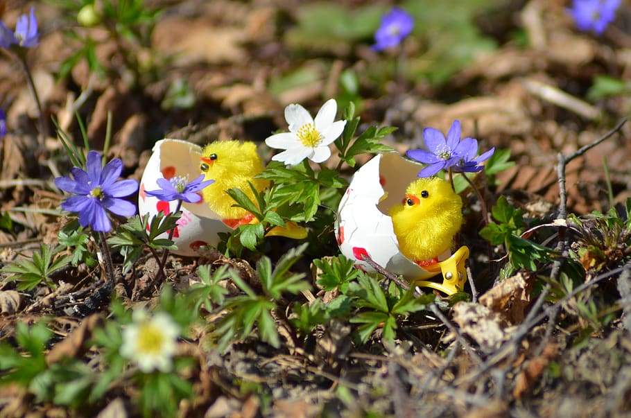 easter, påskkyckling, spring, april, anemones, liverwort, nature HD wallpaper