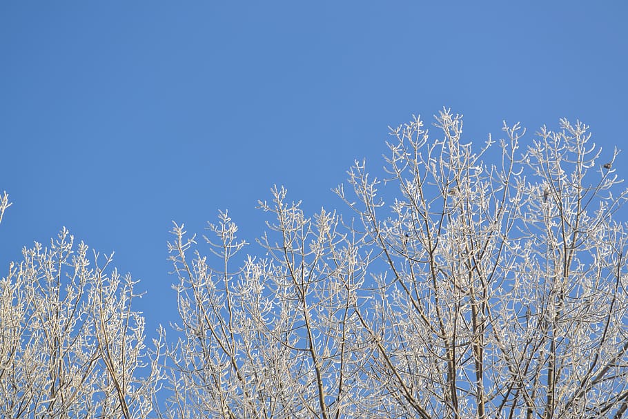 winter, snow, cold, tree, trees, ice cold, frozen, snowy, sky HD wallpaper