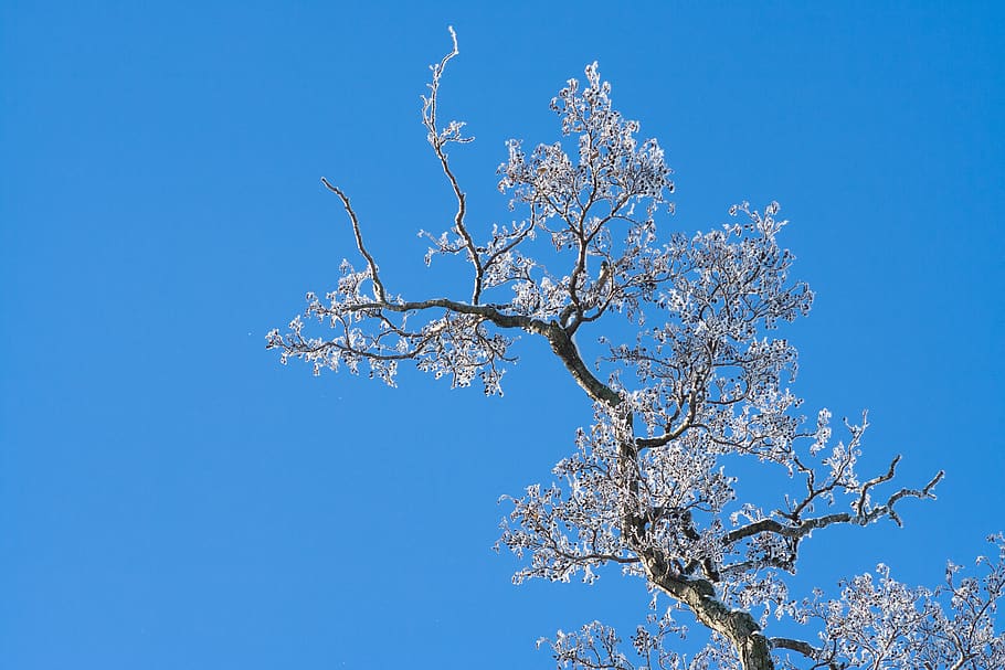 winter, tree, sky, blue, trunk, nature, minimalism, frost, plant HD wallpaper
