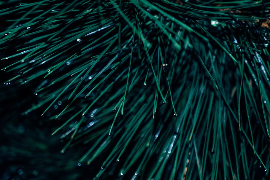 tree, pine, green, dew, night, water, drop, rain, raindrop HD wallpaper