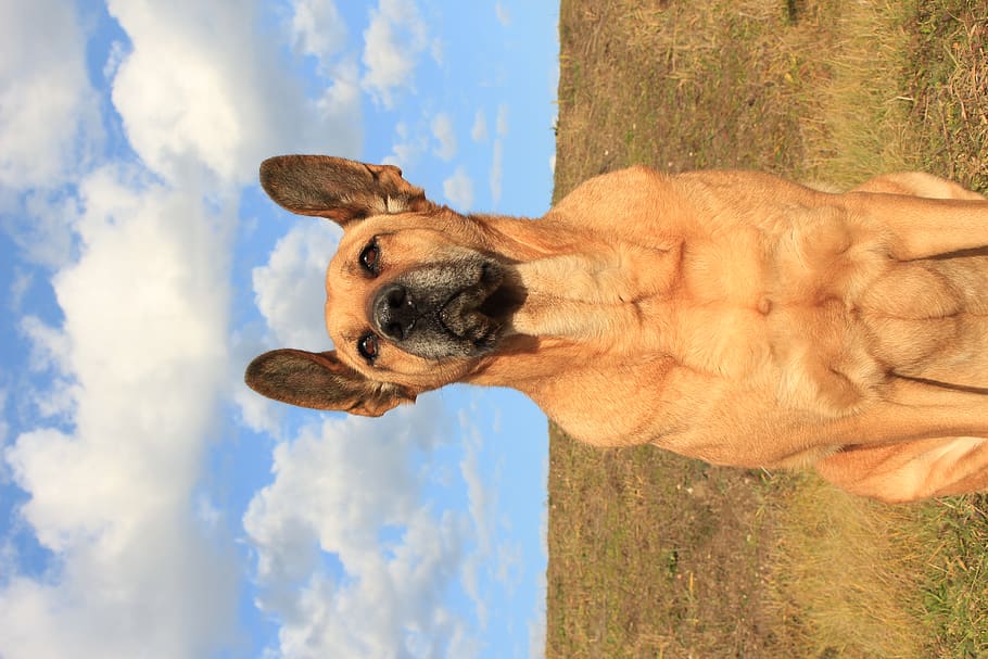 sunny, dog, mammal, one animal, domestic animals, animal themes HD wallpaper