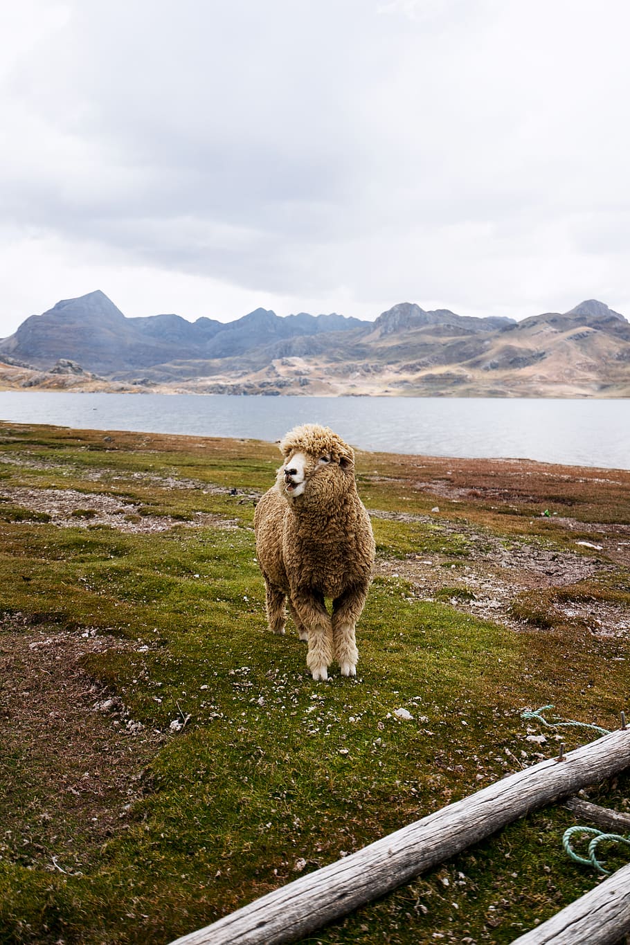brown coated sheep, nature, outdoors, land, animal, mammal, plateau HD wallpaper