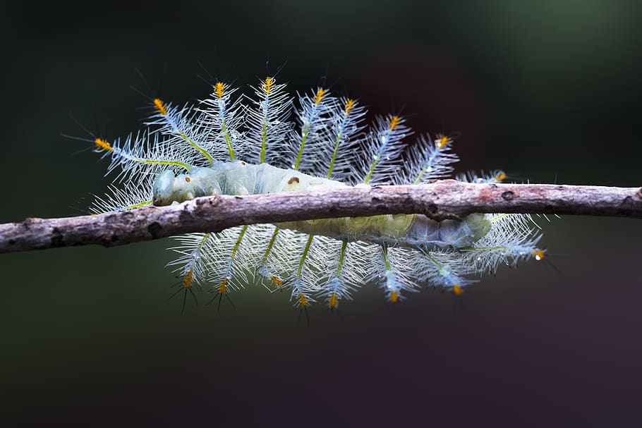 Caterpillar On Tree Branch, bug, close-up, insect, macro, worm HD wallpaper