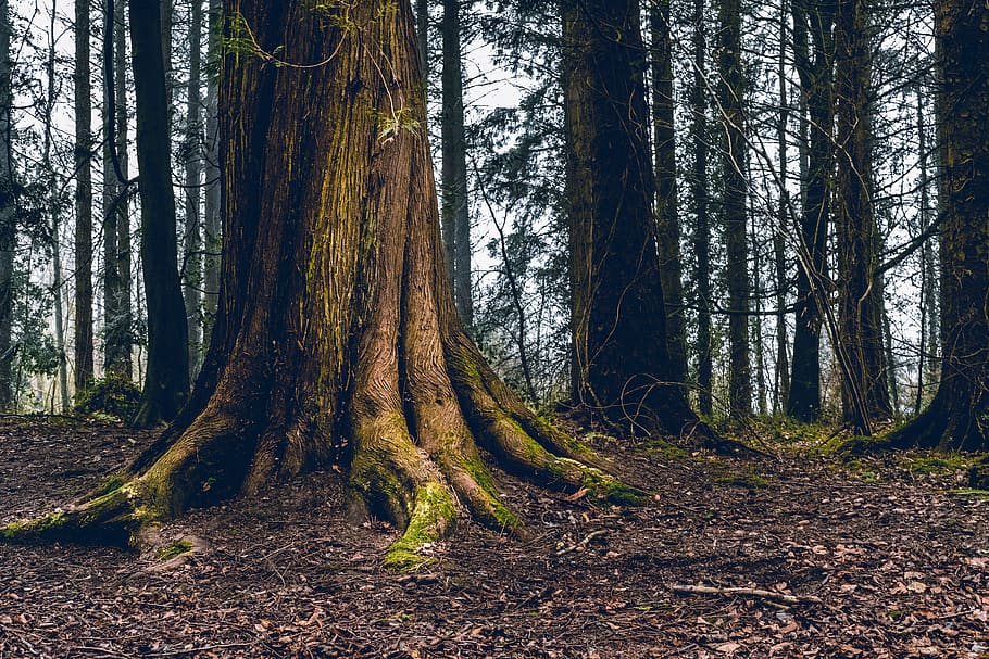 landscape photograph of trees, plant, ireland, root, tree trunk, HD wallpaper