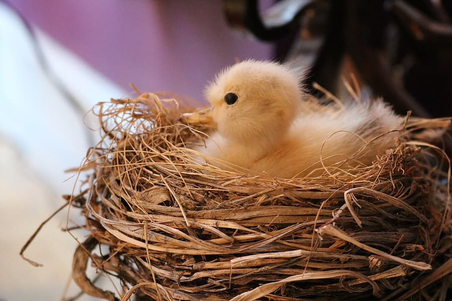 yellow chick, bird, nest, duck, animal, bird nest, chicken, poultry HD wallpaper
