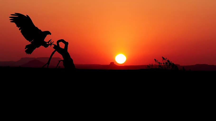 sunset, eagle, color, nature, bird, wild, emotional, pen, tree HD wallpaper