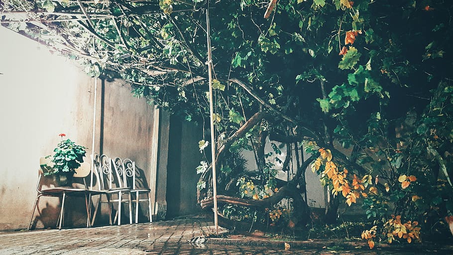 plant, tree, growth, nature, day, built structure, architecture HD wallpaper