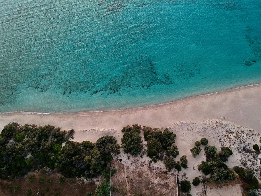 bird', water, sea, plant, beauty in nature, high angle view, tree HD wallpaper