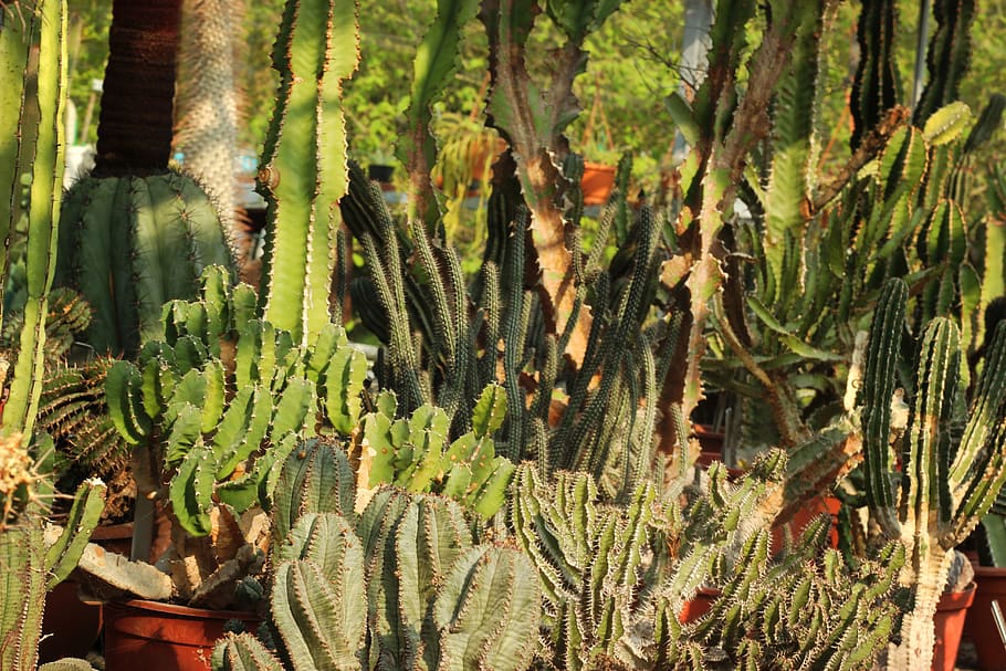 assorted style cactus plants, rotterdam, the netherlands, trompenburg arboretum HD wallpaper