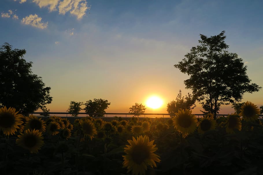 sunset, nature, landscape, sky, in the evening, sunflower, beauty in nature HD wallpaper