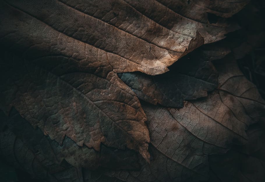 armenia, lori, darkness, leaf, nature, autumn, forest, plant part HD wallpaper