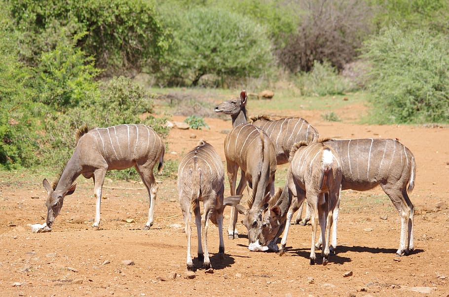 south africa, wildlife, buck, kudu, animal wildlife, group of animals, HD wallpaper