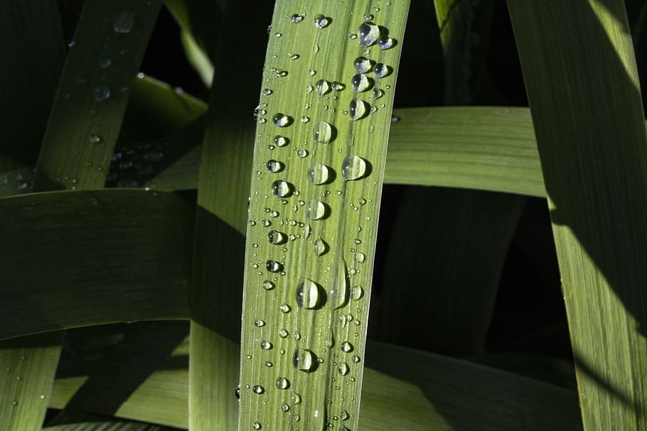 dew, trickle, reed, plants, raindrops, nature, wet, water, non HD wallpaper