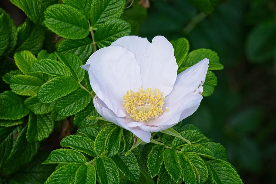 rose, blossom, bloom, white, wild rose, petals, rose bloom HD wallpaper