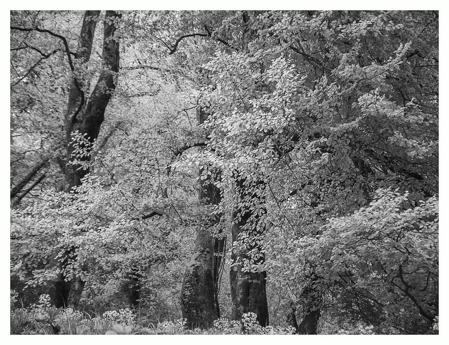 trees, beeches, landscape, forest, bandw, plant, transfer print HD wallpaper