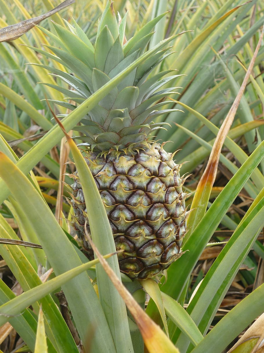 pineapple, pineapple field, pineapple farm, fruit, agriculture, HD wallpaper