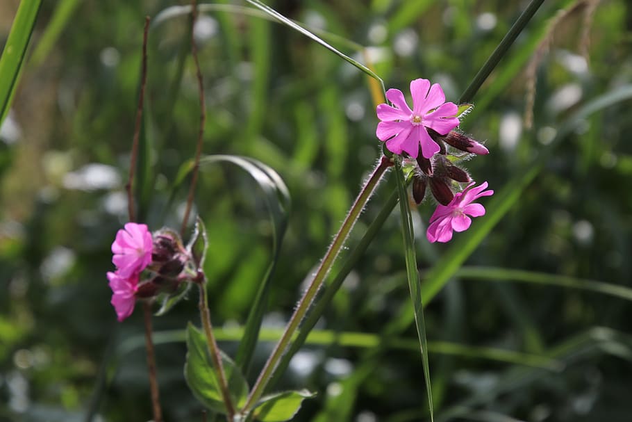 grass, alpine, flower, pink, plant, wildflowers, modest, wild flowers HD wallpaper