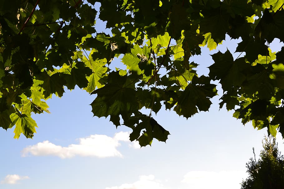 forest, nature, plant, tree, leaf, plant part, sky, growth HD wallpaper