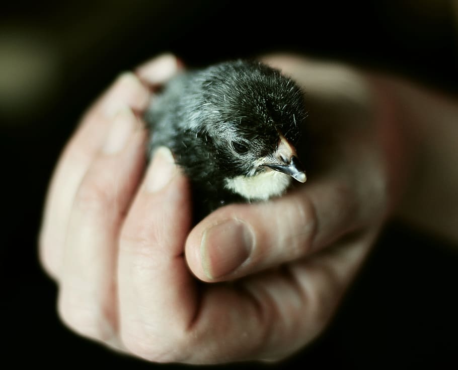 hand, chicks, keep, security, hatched, animal, young animal HD wallpaper