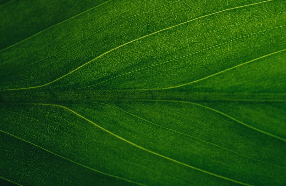 green color, leaf, plant part, leaf vein, full frame, backgrounds HD wallpaper
