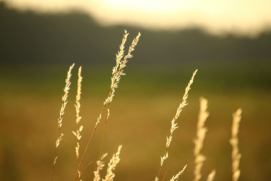 summer, grass, pasture, ear, plant, nature, landscape, meadow HD wallpaper