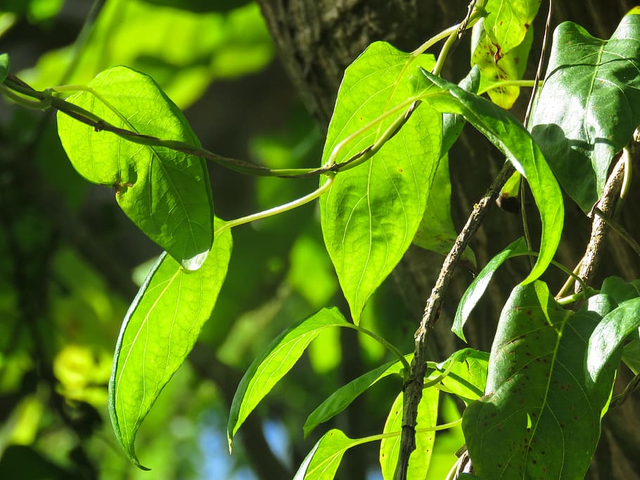 Leaves, Macro, Nature, green, green leaves, repetition, plant HD wallpaper