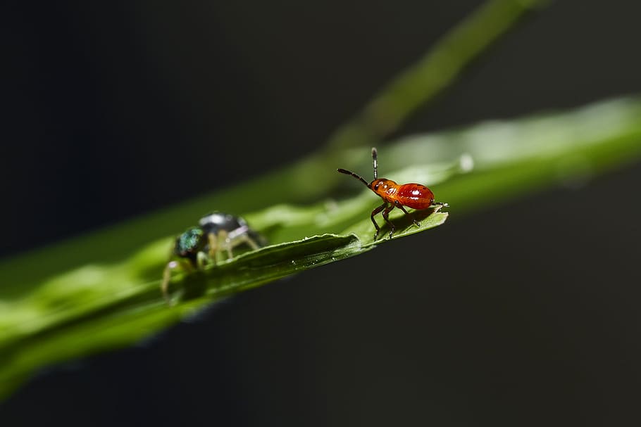 insect, small, macro, invertebrate, animal themes, animal wildlife HD wallpaper