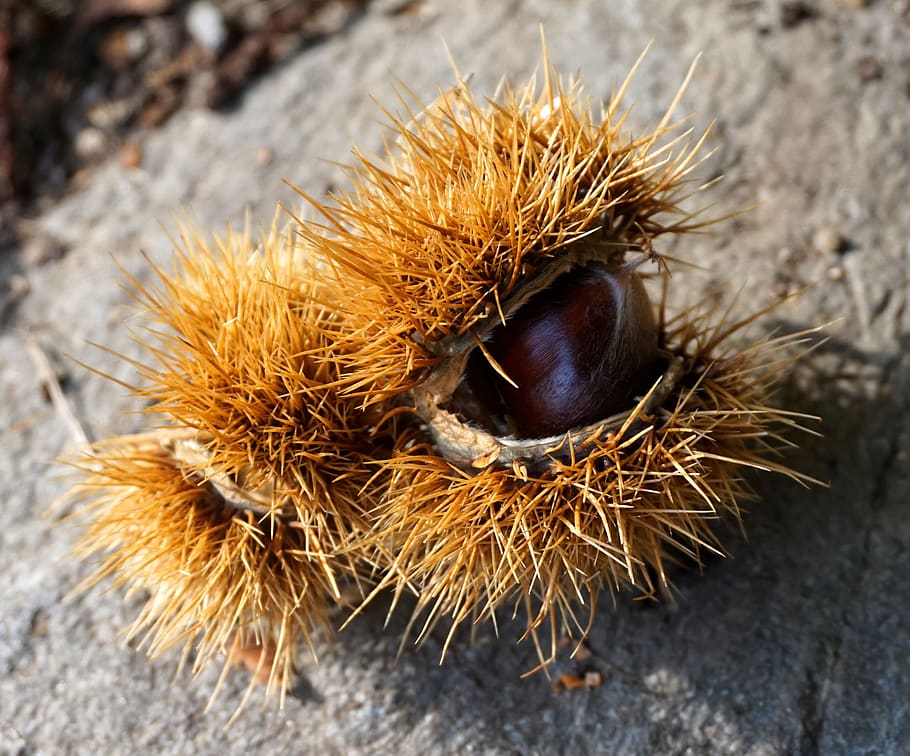 chestnut, ripe, autumn, shell, spur, close-up, chestnut - food HD wallpaper
