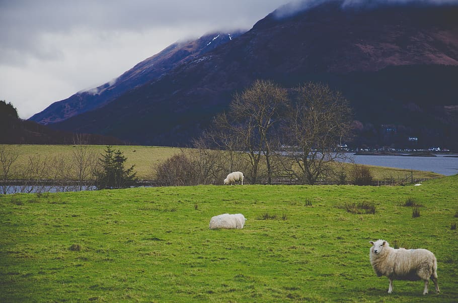 White Sheep on Green Grass Field, animals, cattle, daylight, farm HD wallpaper