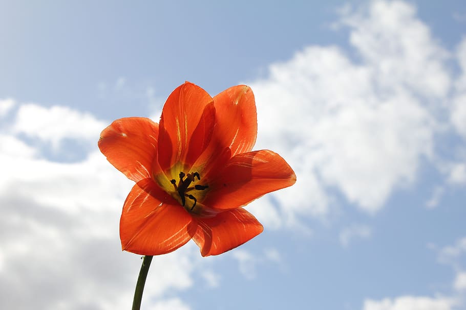 tulip, flower, spring, nature, bloom, blossom, sky, cloud, header HD wallpaper