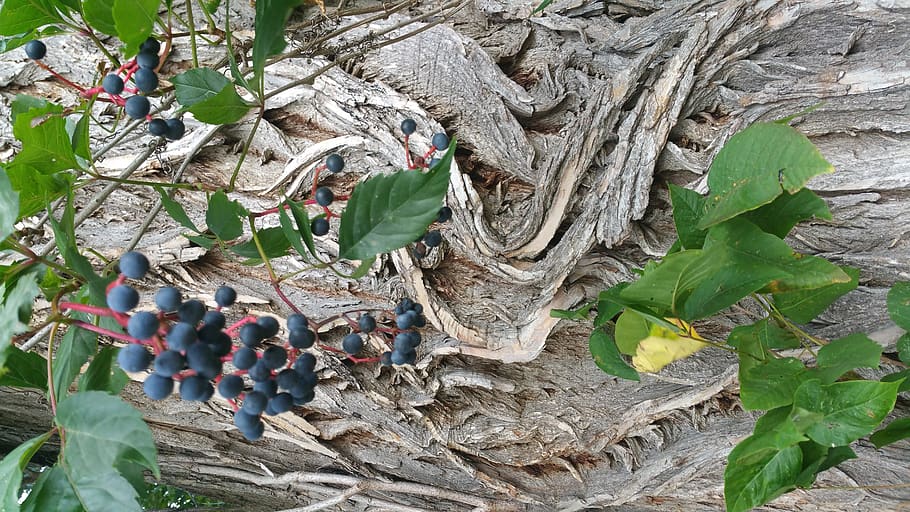 tree, bark, plant part, leaf, day, nature, no people, growth HD wallpaper