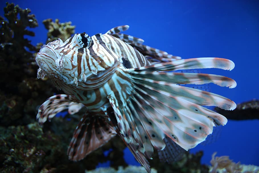 fish, animal wildlife, animals in the wild, underwater, animal themes HD wallpaper