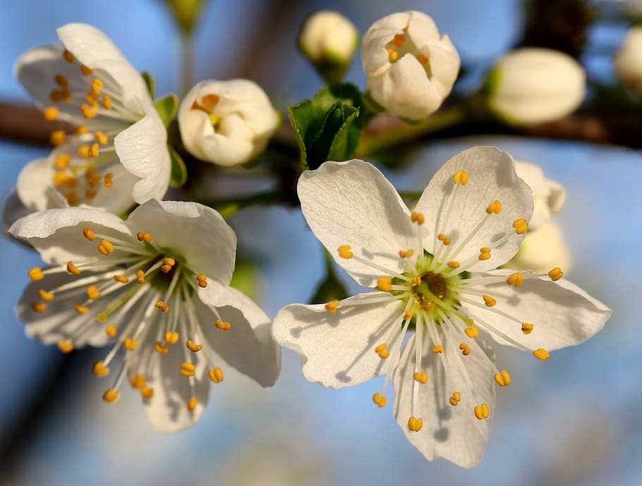 flowers, branch, white, spring, tree, bud, plant, season, nature HD wallpaper
