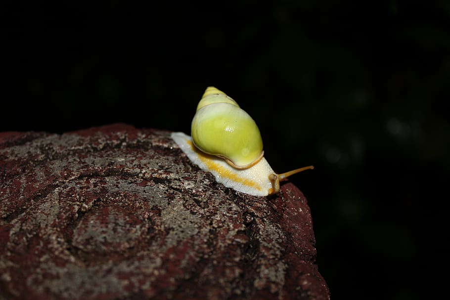 snail, close-up, no people, food and drink, selective focus HD wallpaper
